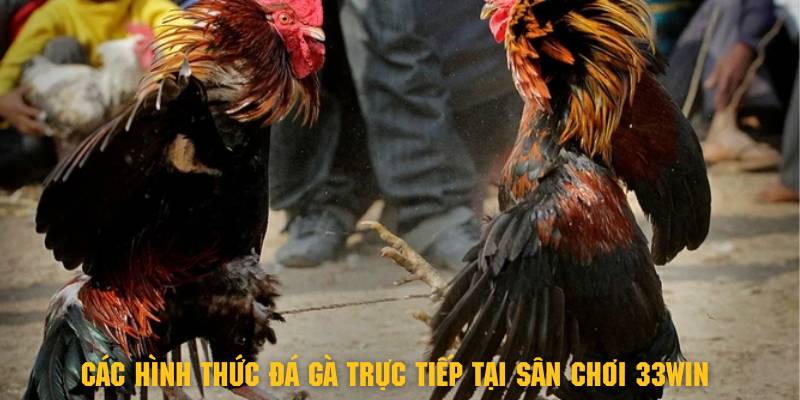 Đá Gà Trực Tiếp 33Win - Thỏa Mãn Đam Mê Cùng Chiến Kê 4 Khám phá các hình thức đá gà trực tiếp tại sân chơi 33Win