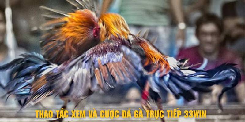 Đá Gà Trực Tiếp 33Win - Thỏa Mãn Đam Mê Cùng Chiến Kê 5 Các thao tác tham gia xem và cược đá gà trực tiếp 33Win