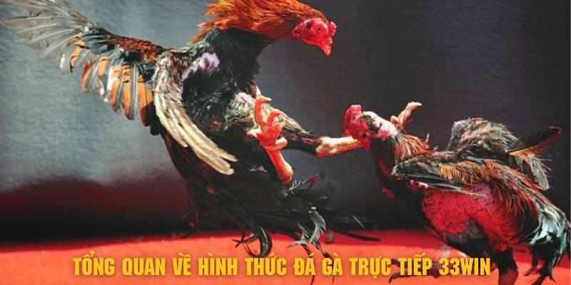 Đá Gà Trực Tiếp 33Win - Thỏa Mãn Đam Mê Cùng Chiến Kê 2 Tìm hiểu tổng quan về hình thức đá gà trực tiếp 33Win