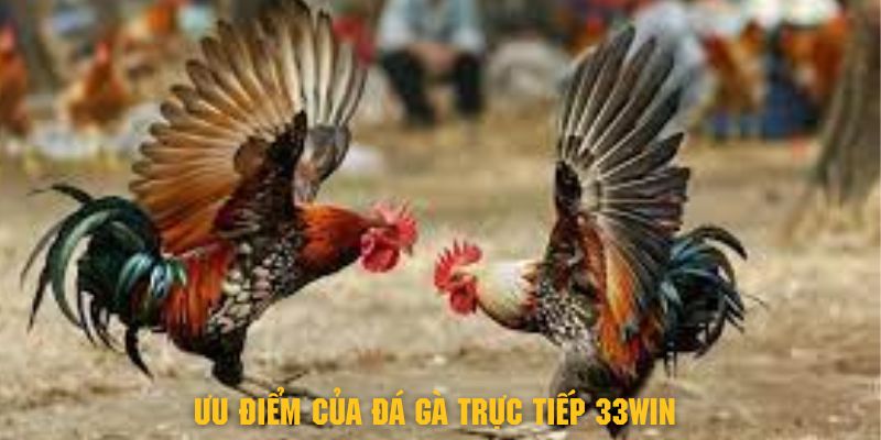 Đá Gà Trực Tiếp 33Win - Thỏa Mãn Đam Mê Cùng Chiến Kê 3 Khám phá về ưu điểm của đá gà trực tiếp tại 33Win