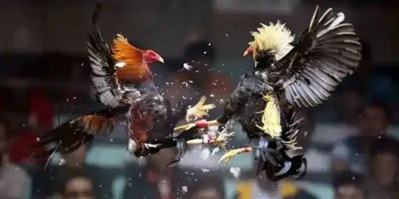 Đá Gà Thomo 33win - Loại Hình Cá Cược Uy Tín Nhất 2024 2 Giới thiệu thông tin về đá gà Thomo 33win