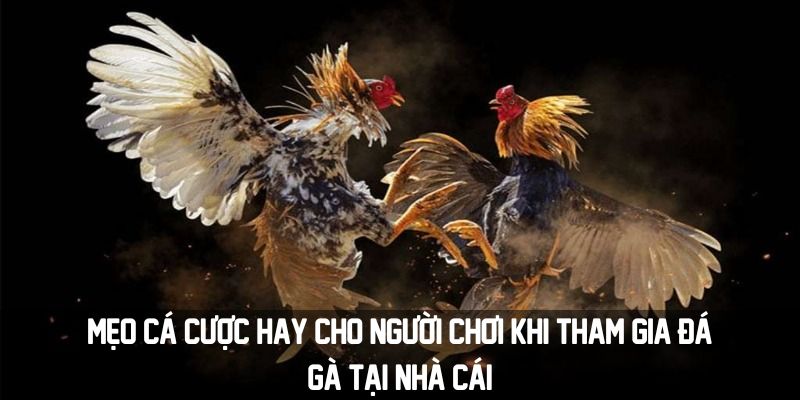 Đá Gà C1 33win - Giải Mã Sức Hút Của Tựa Game Hấp Dẫn 4 Mẹo cá cược hay cho người chơi khi tham gia đá gà tại nhà cái