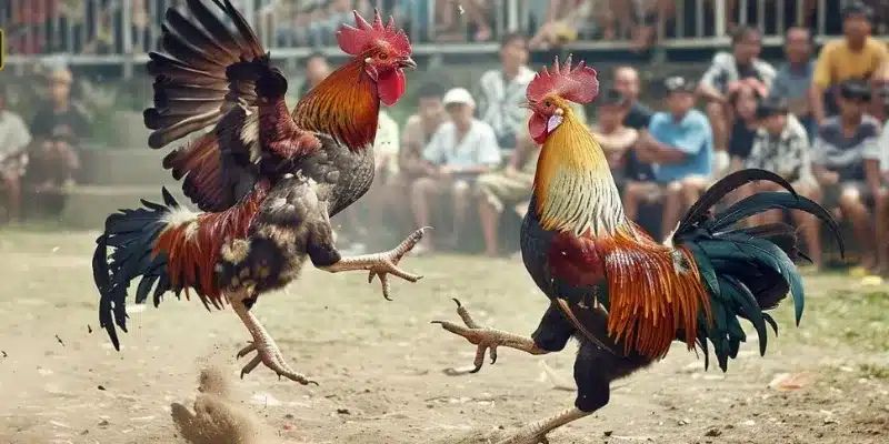 Đá Gà Thomo 33win - Loại Hình Cá Cược Uy Tín Nhất 2024 4 Quy định về xử phạt đá gà thomo 33win
